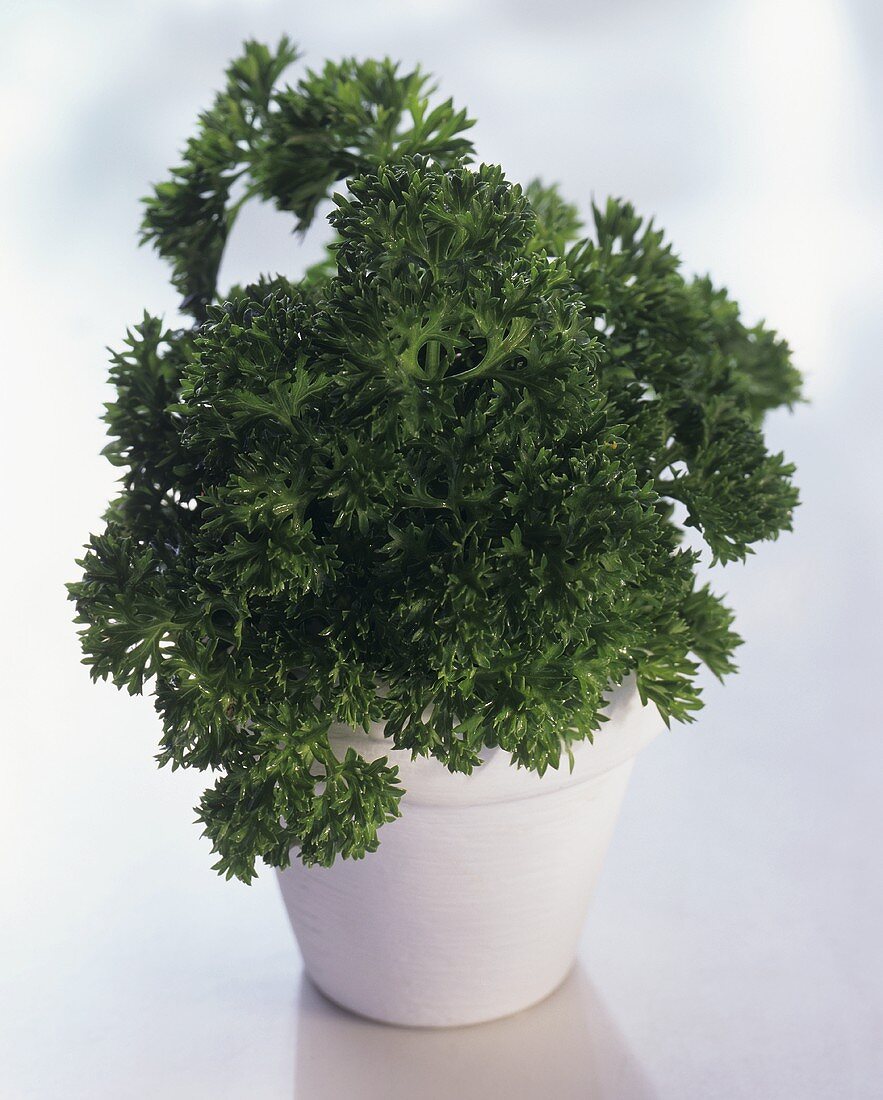 Curly Parsley in a Flower Pot