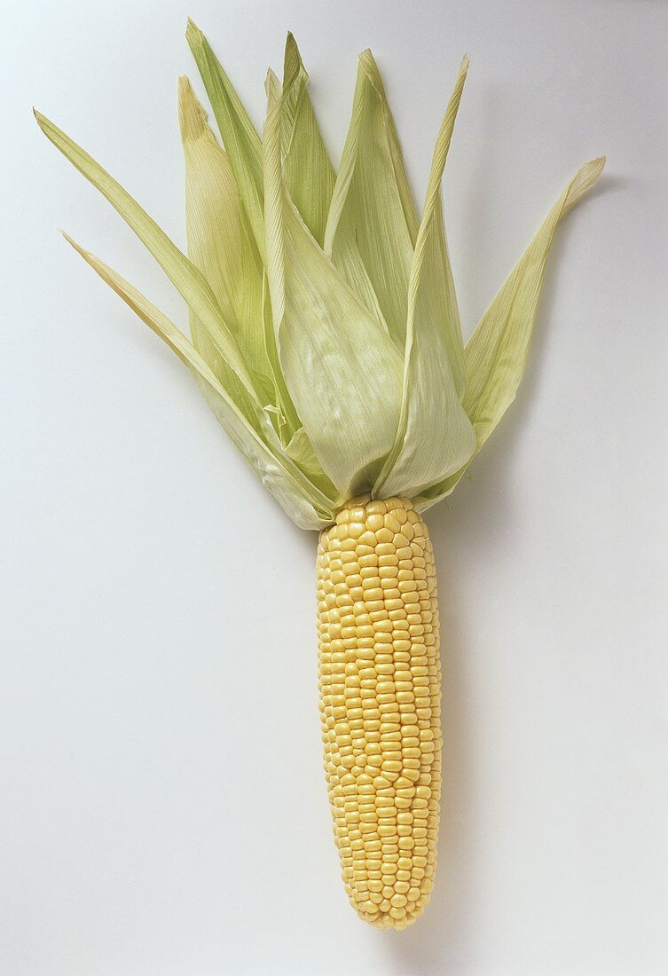 An Ear of Fresh Corn, Husk Peeled Back