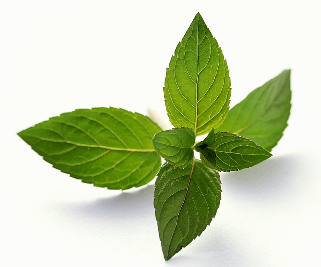 Peppermint Sprig