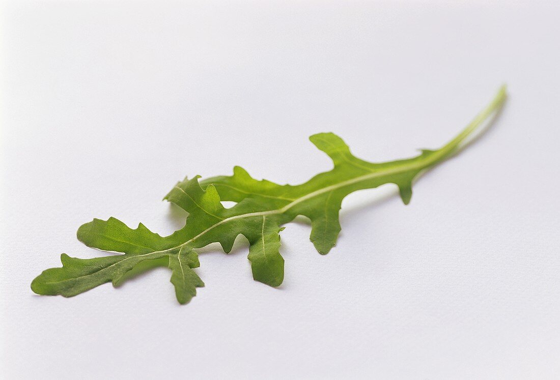An Arugula Leaf