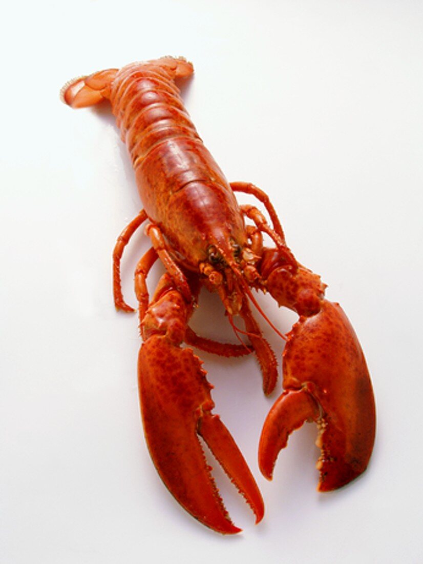 A Whole Boiled Lobster