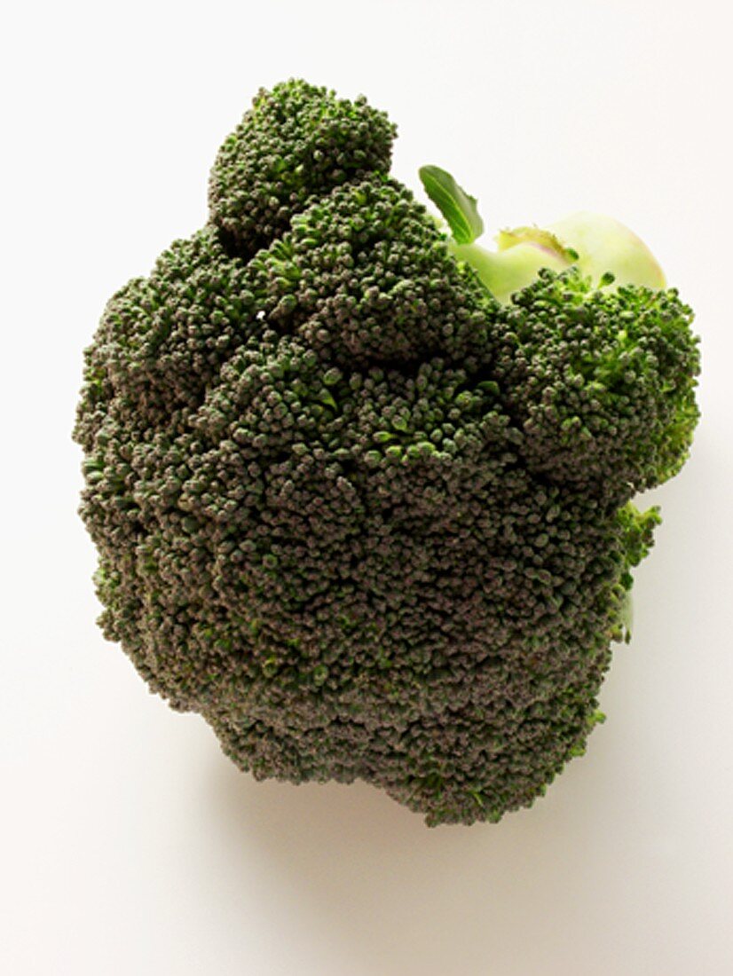 A Head of Broccoli