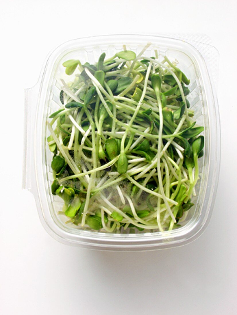 Fresh Alfalfa Sprouts in Plastic Container