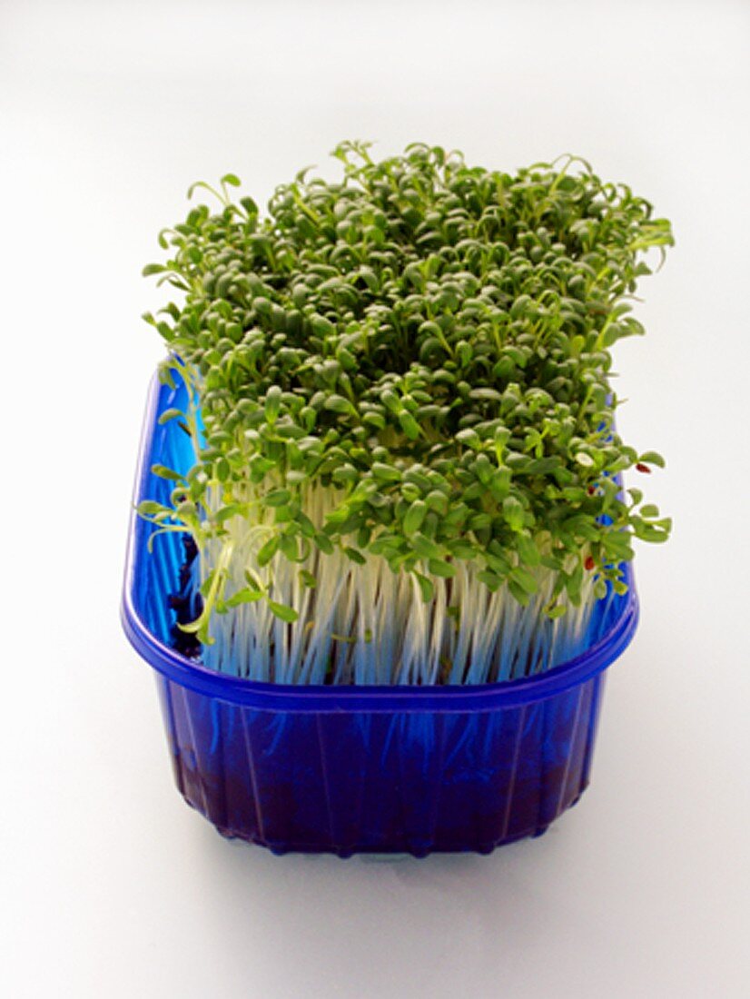 Cress in Blue Container