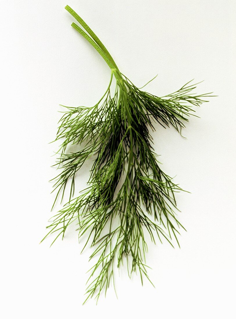 Two Sprigs of Dill