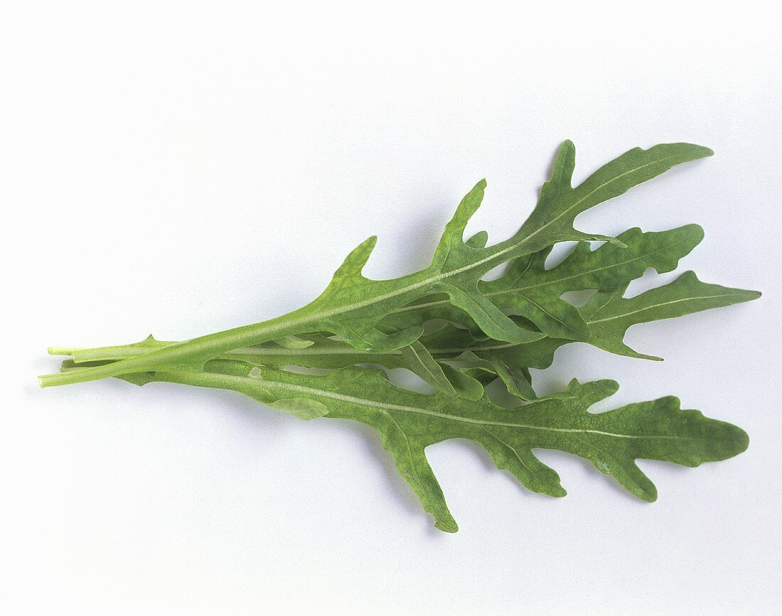 Rucola