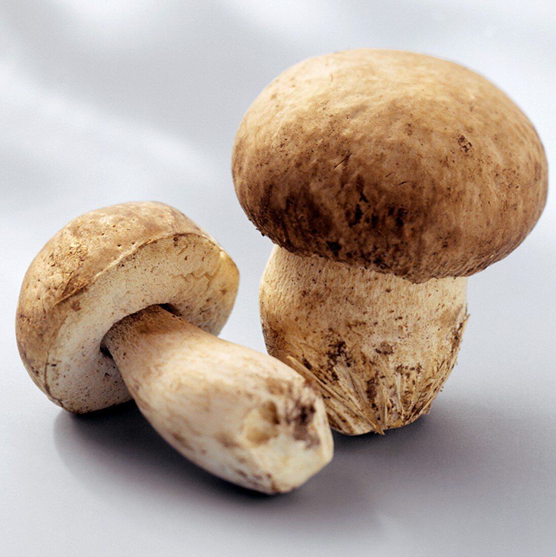 Two Porcini Mushrooms