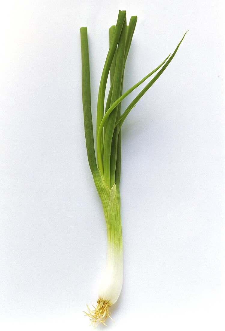 A Green Onion