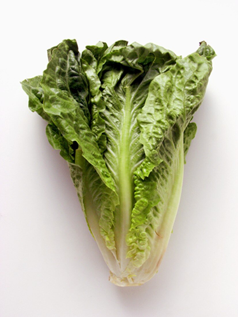 A Head of Romaine Lettuce