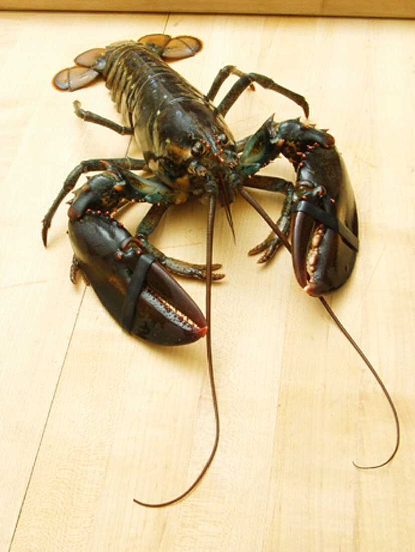 A Live Lobster
