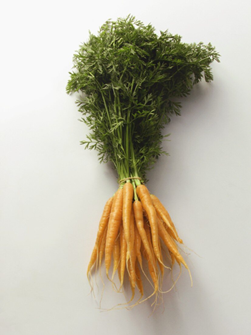 A bunch of carrots with tops