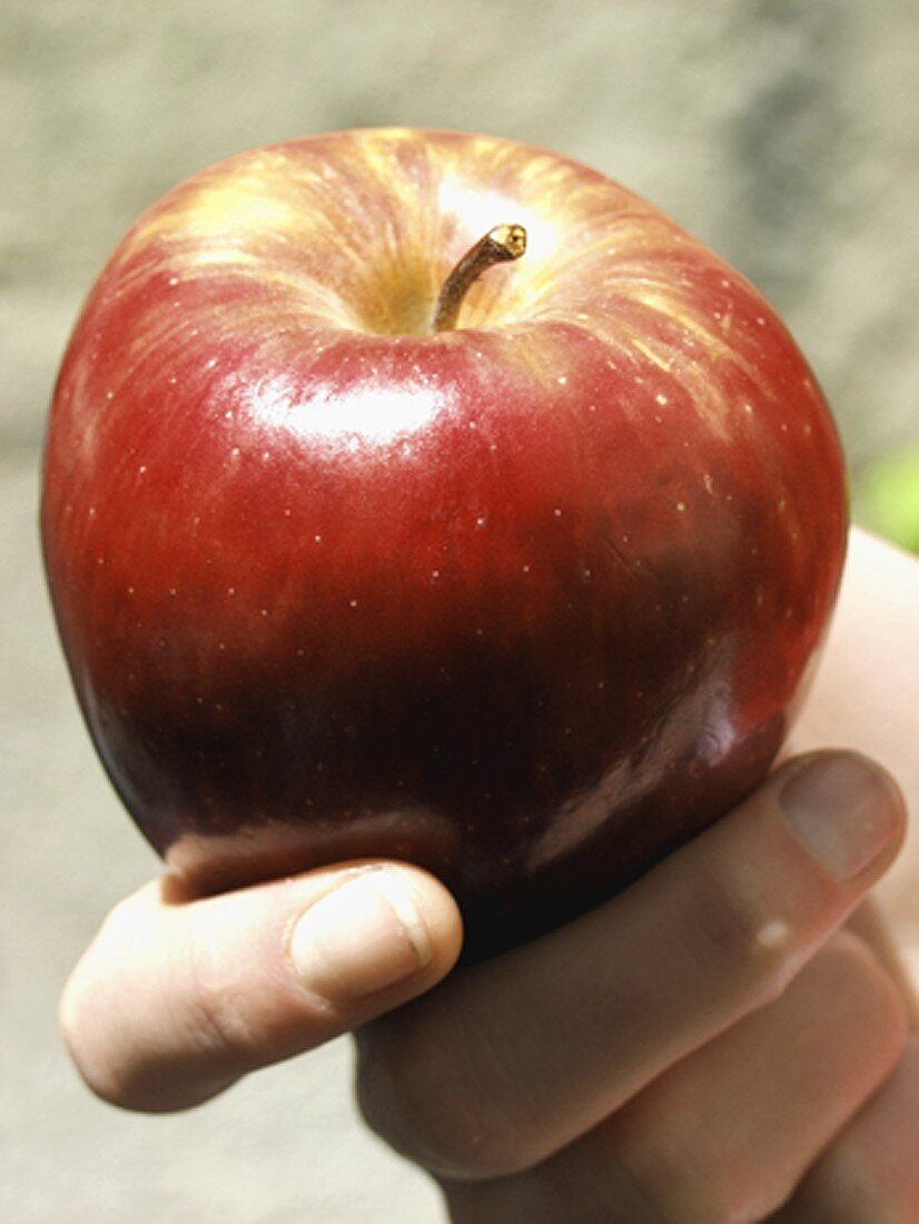 Hand hält frischen Jonagold Apfel