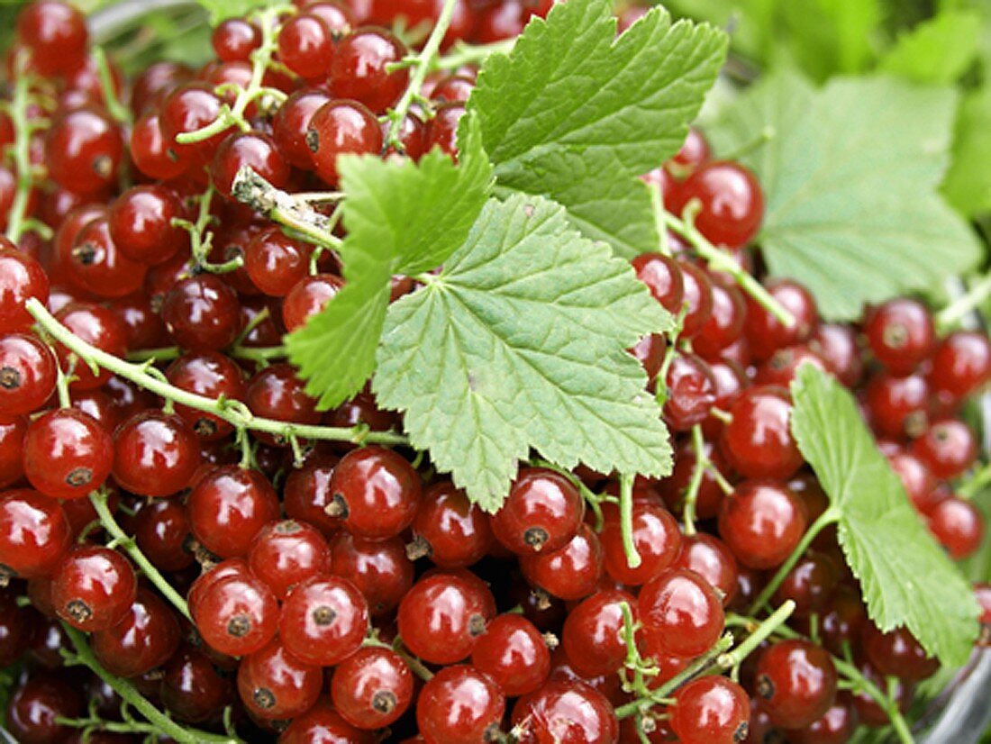 Rote Johannisbeeren mit Blättern