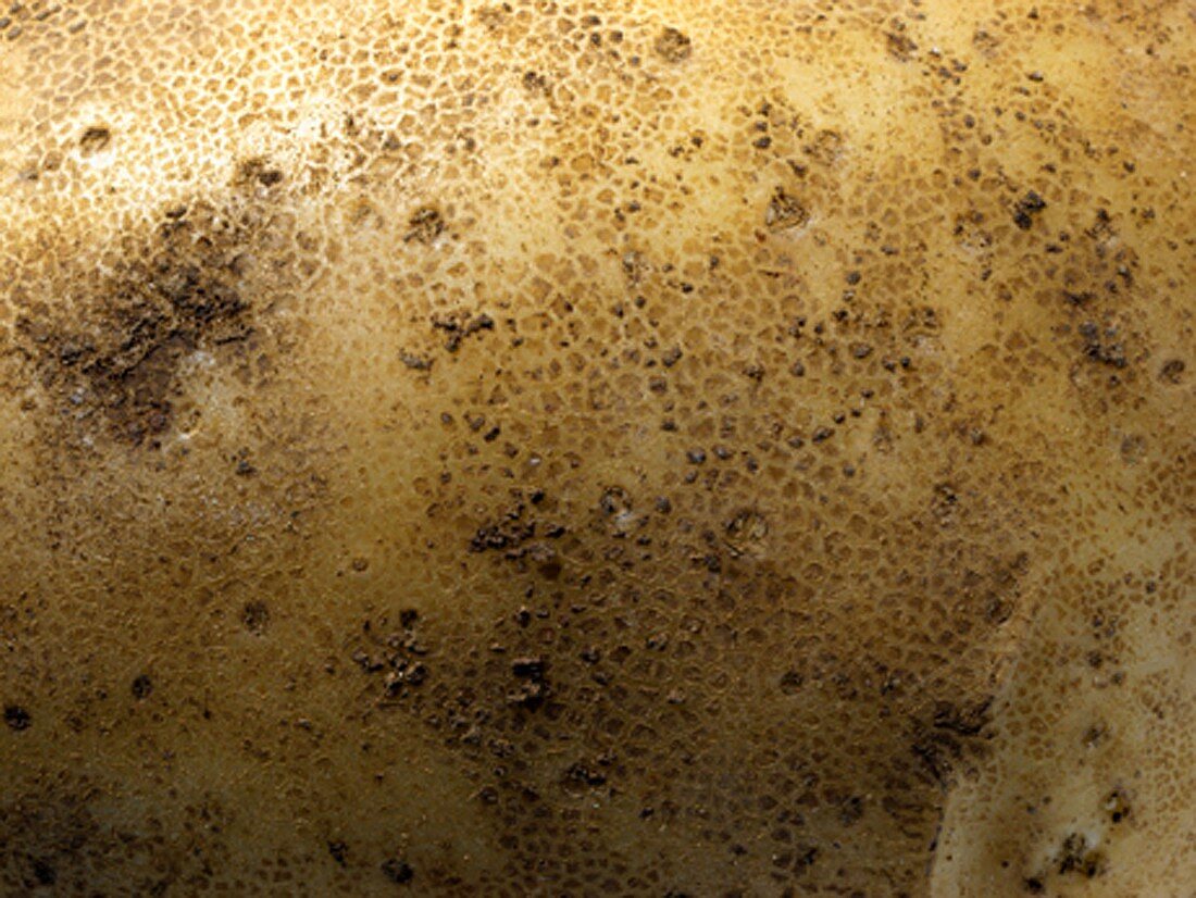 Kartoffel (Detail)