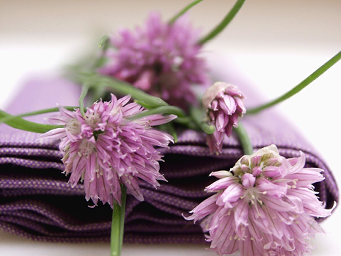 Schnittlauch mit Blüten auf lila Serviette