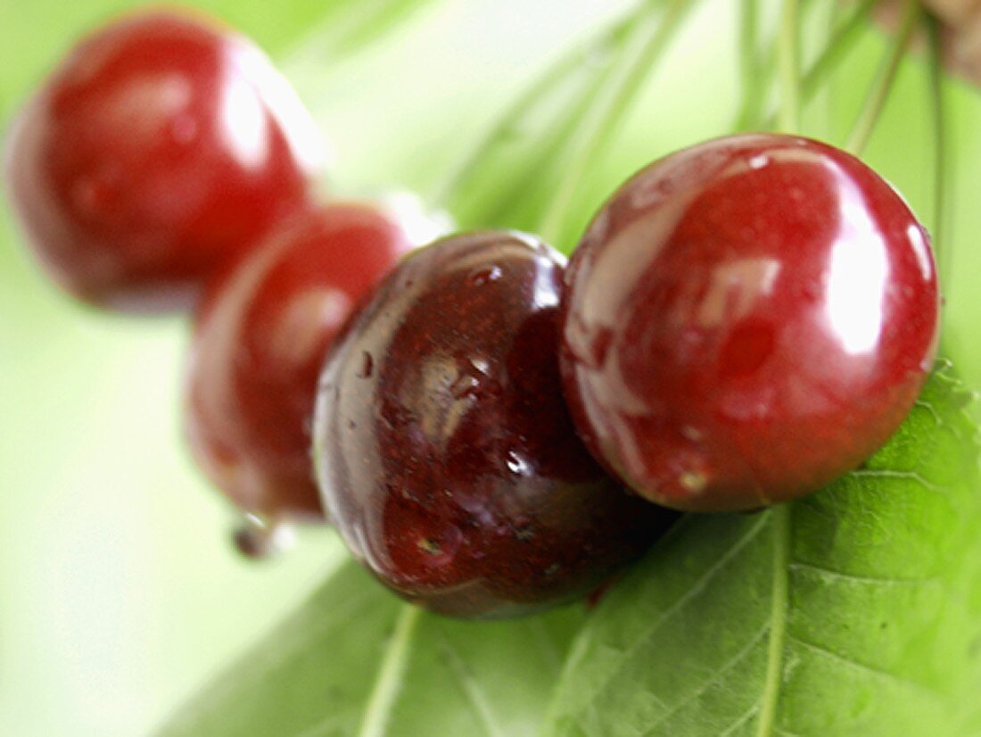 Cherries with Water Drops