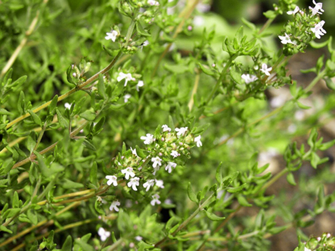 Blühender Thymian im Garten