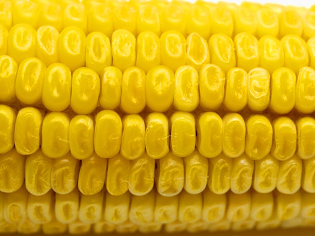 Corn on the Cob ( Close Up )