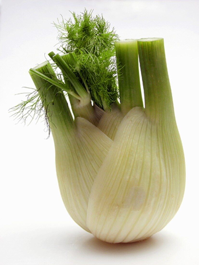 Frischer Fenchel