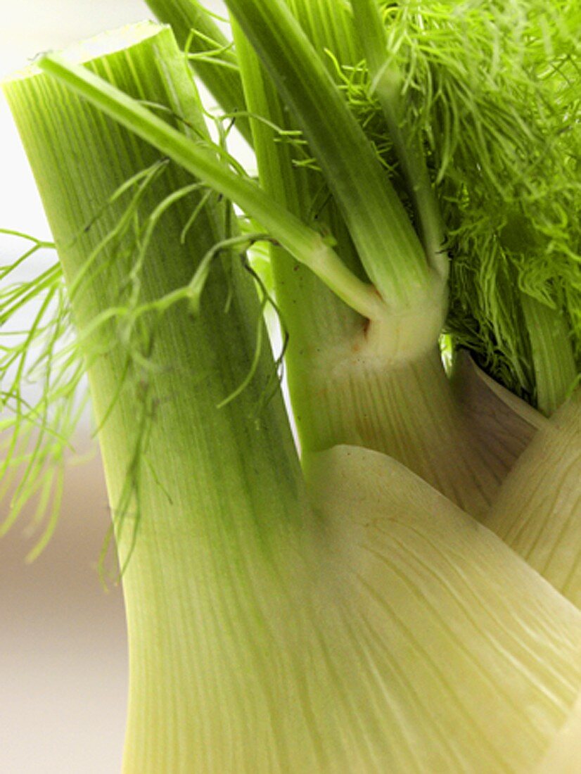 Frischer Fenchel