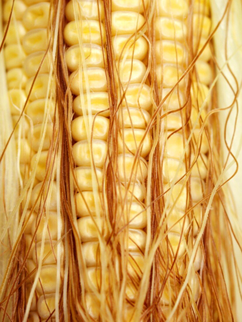 Ear of Corn ( Full Frame )