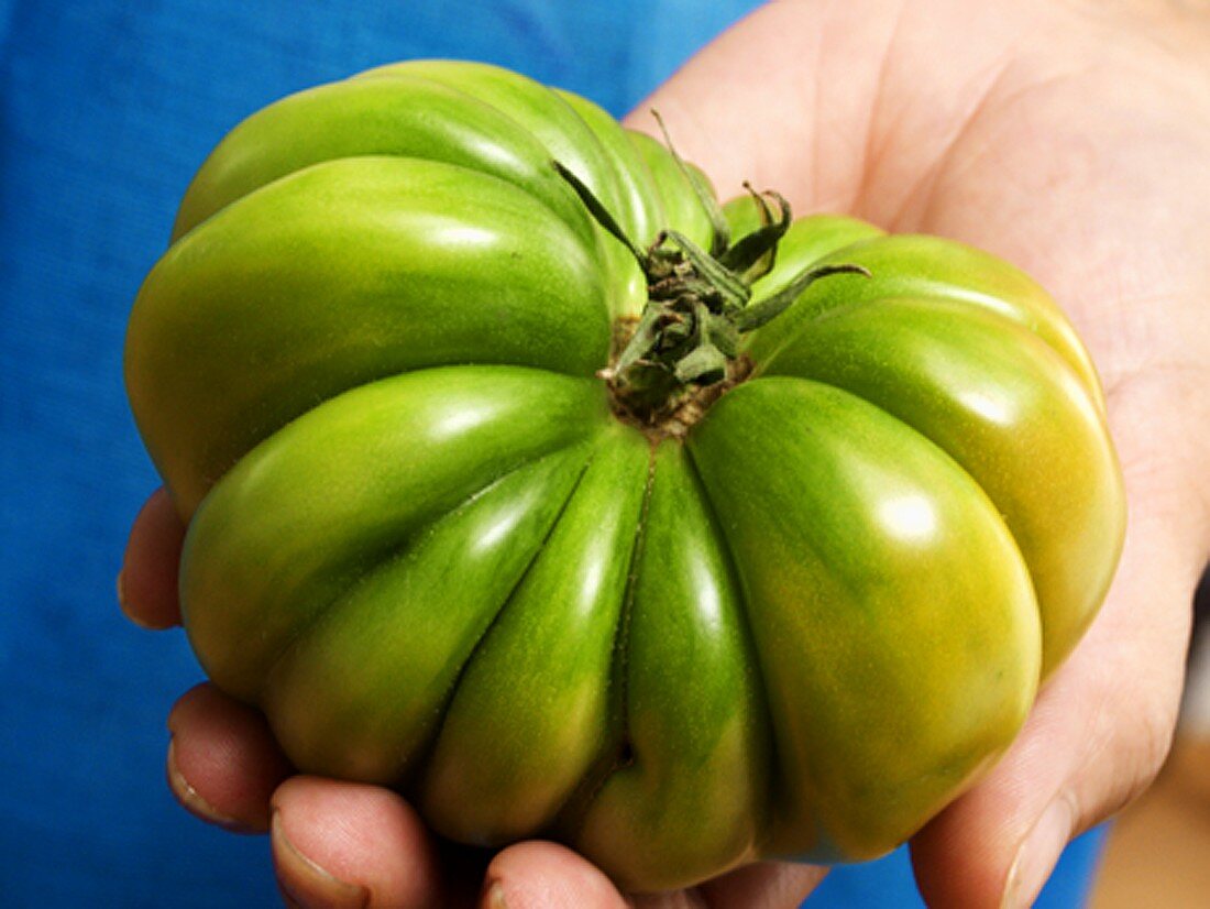 Holding a Green Tomato