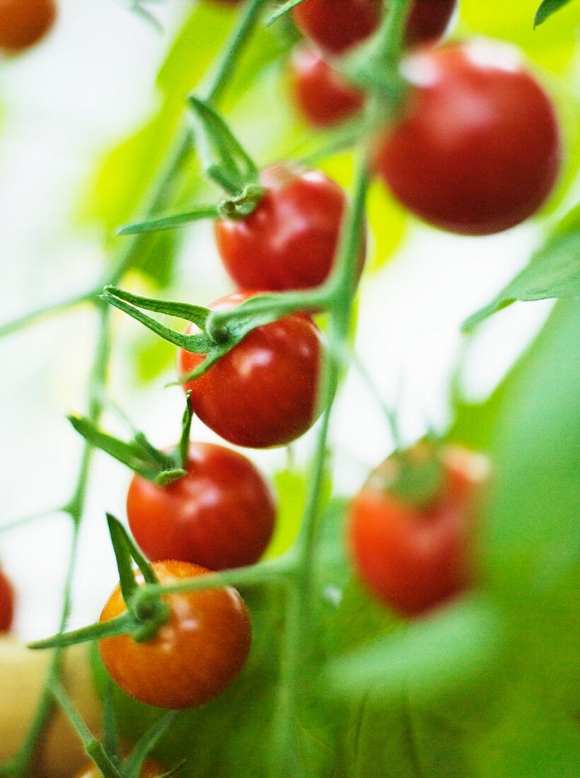 Tomaten an der Pflanze