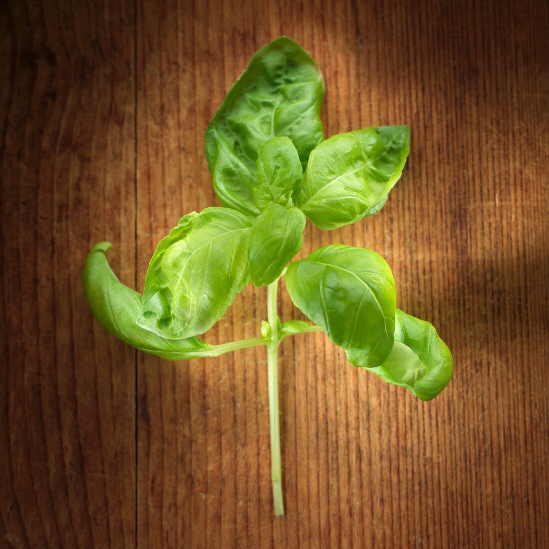 Basil on wooden background