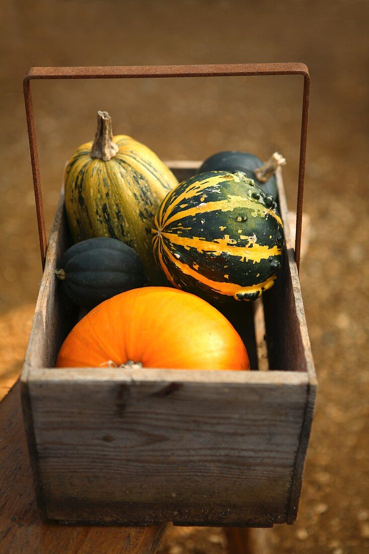 Assorted squashes and pumpkins in a wooden basket