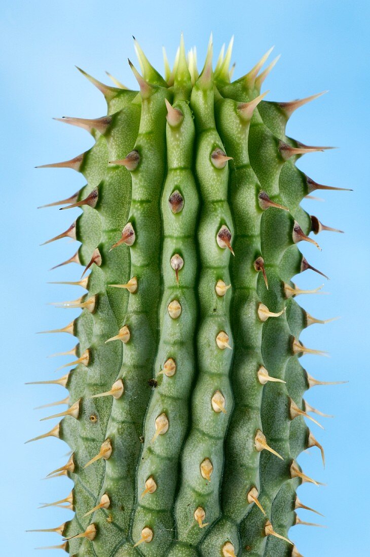 Hoodia (cactiform succulent, close-up)
