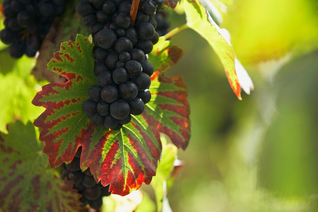 Pinot noir grapes on the vine