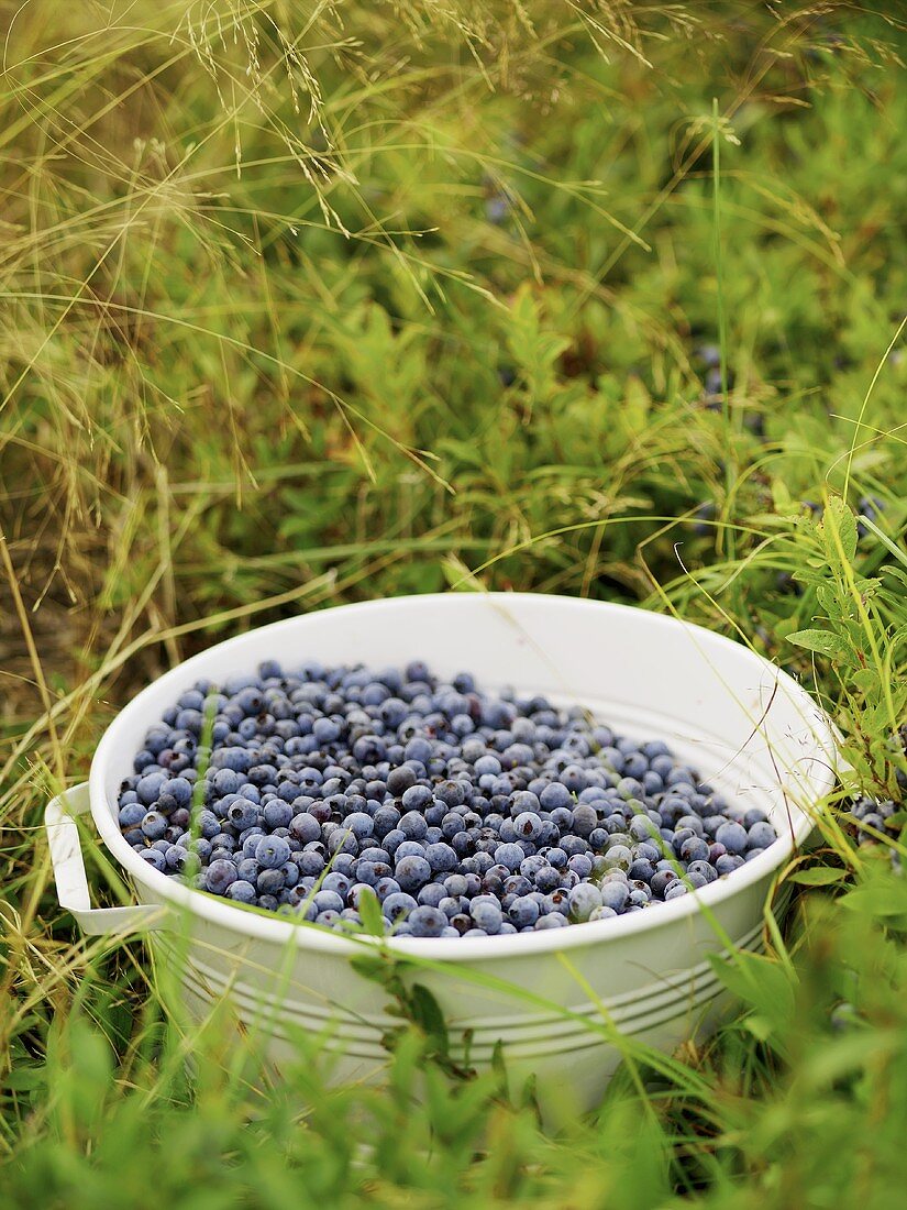 Freshly picked blueberries in a bucket