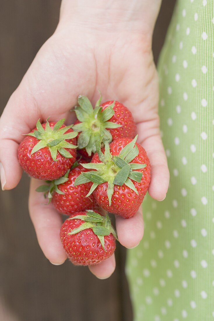 Frische Erdbeeren in einer Hand