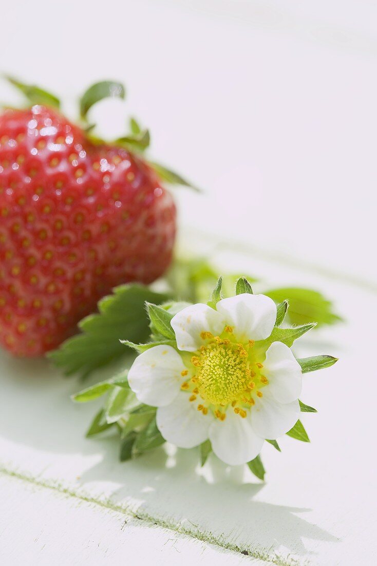 Eine Erdbeere mit Erdbeerblüte (Close-Up)