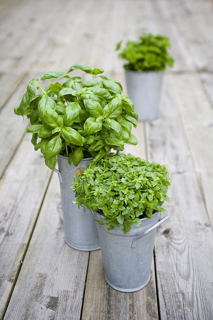 Thai basil and basil in zinc containers