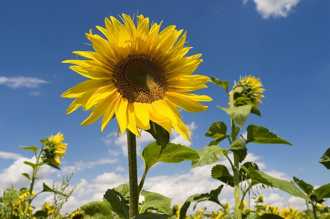 Sonnenblumen im Freien