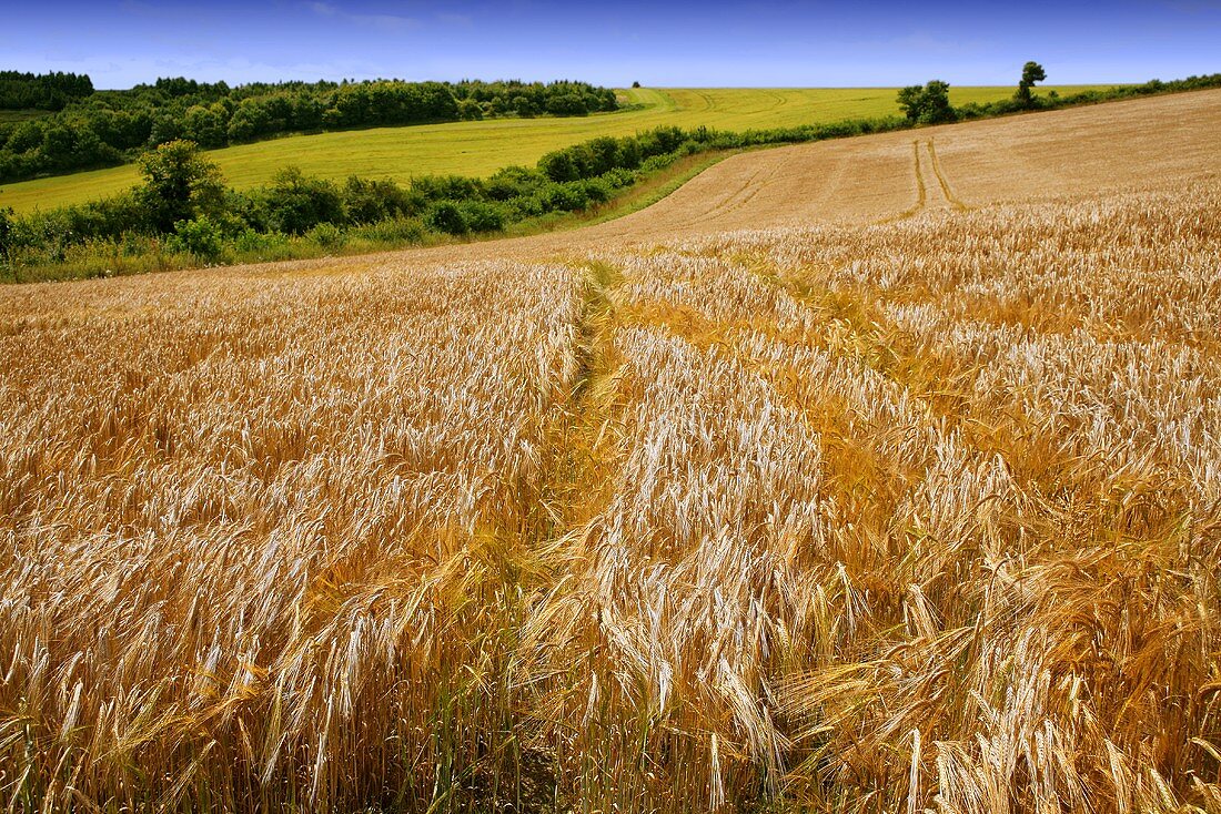 Gerstenfeld in Wiltshire, England