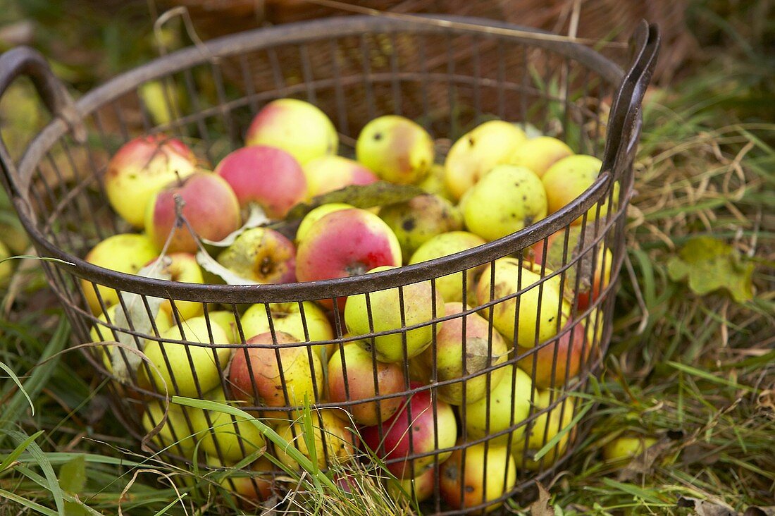 Apfelernte: Frische Äpfel im Korb (Mostäpfel)