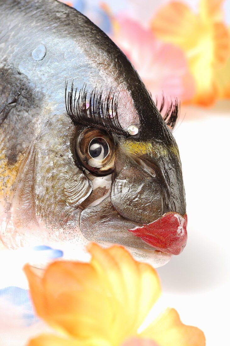 Fish wearing make-up