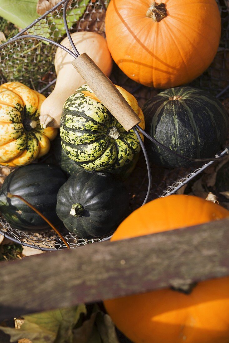 Assorted pumpkins and squashes in a basket