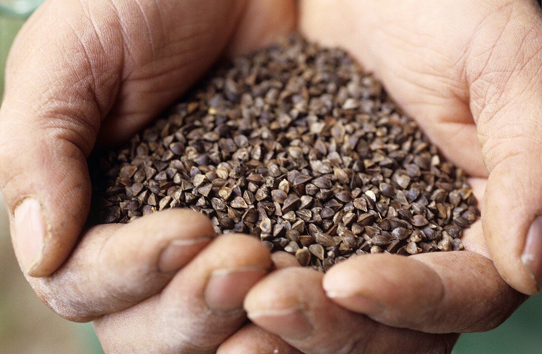 Hands holding buckwheat