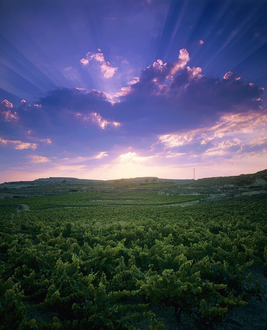 Weinberg um Haro, Rioja Alta, Spanien