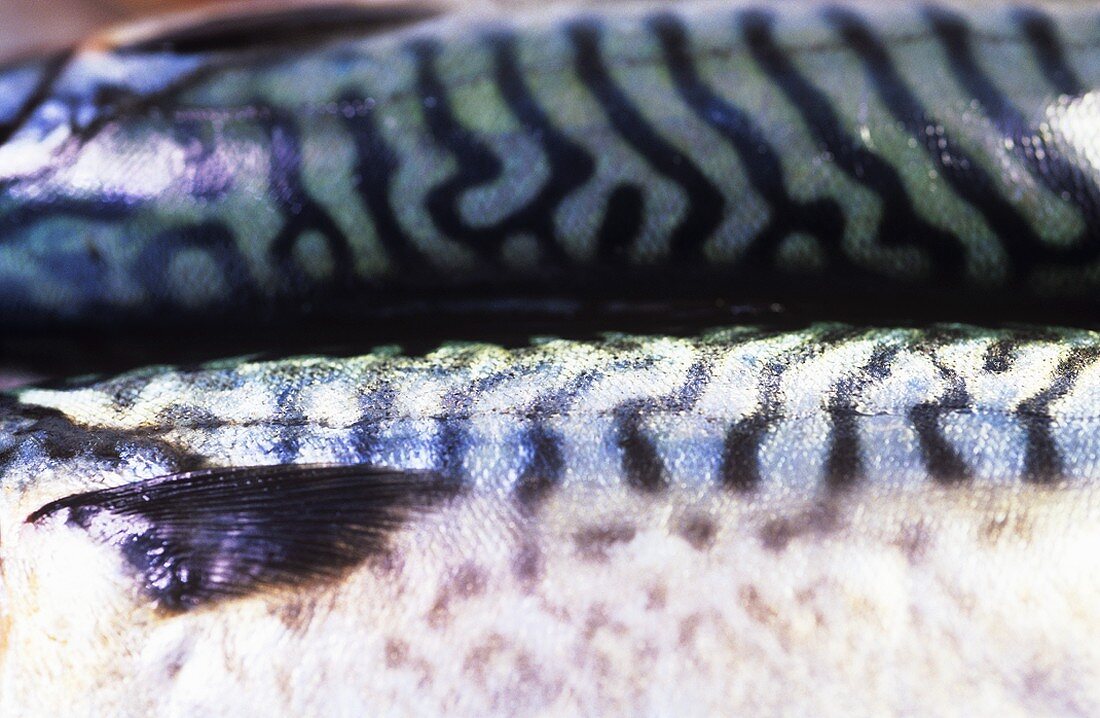Perch and two mackerel (detail)