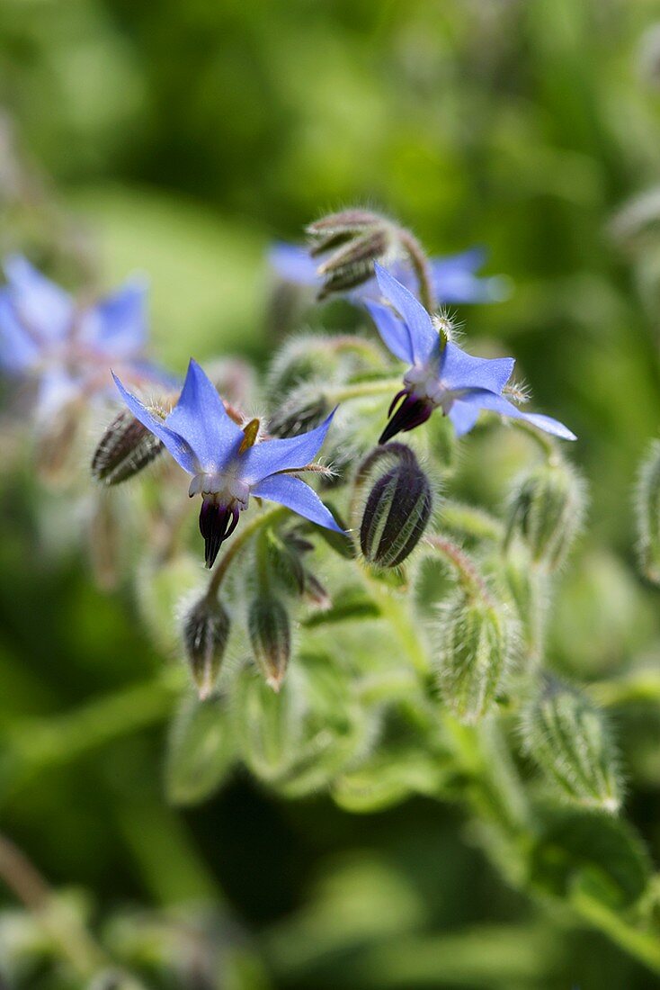 Borretschblüten