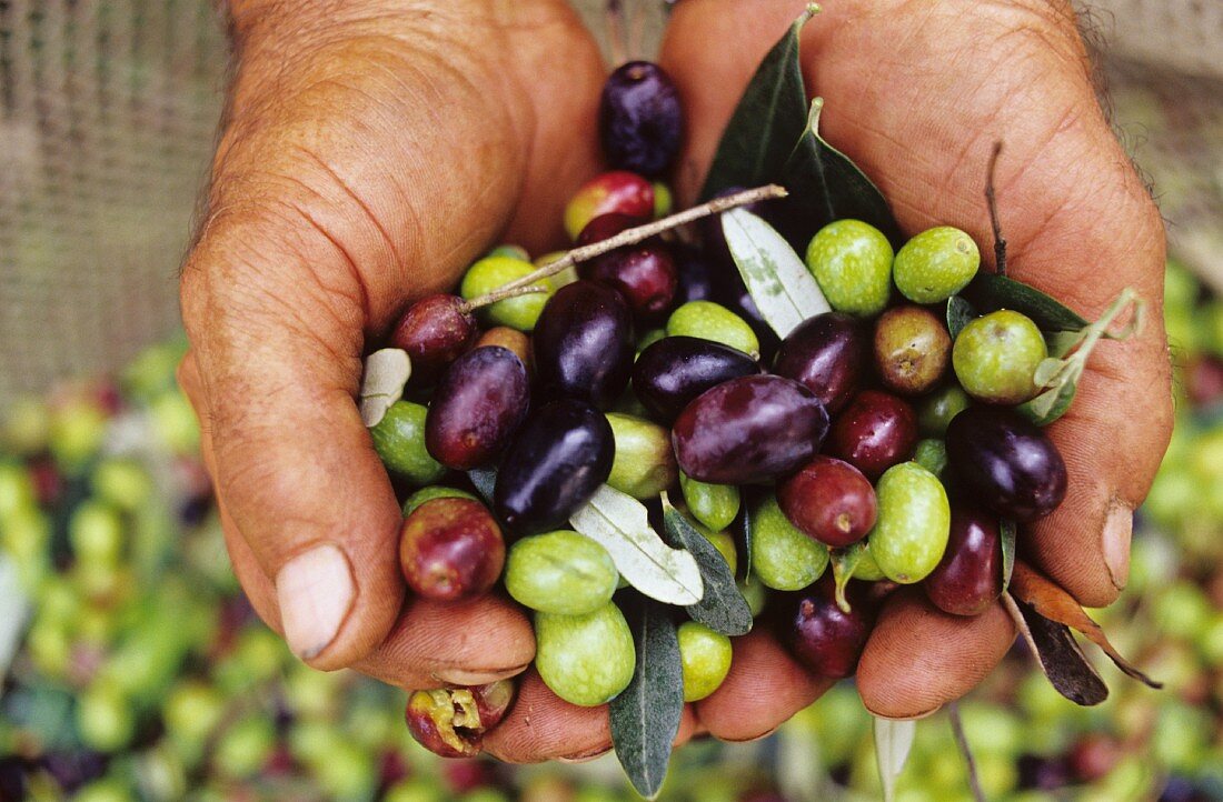 Freshly harvested olives, Tuscany, Italy