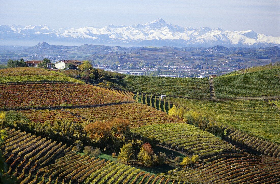 Barbaresco wine-growing region, Piedmont, Italy