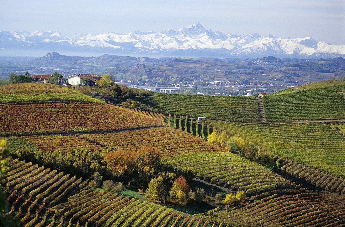 Weinbaugebiet Barbaresco, Piemont, Italien