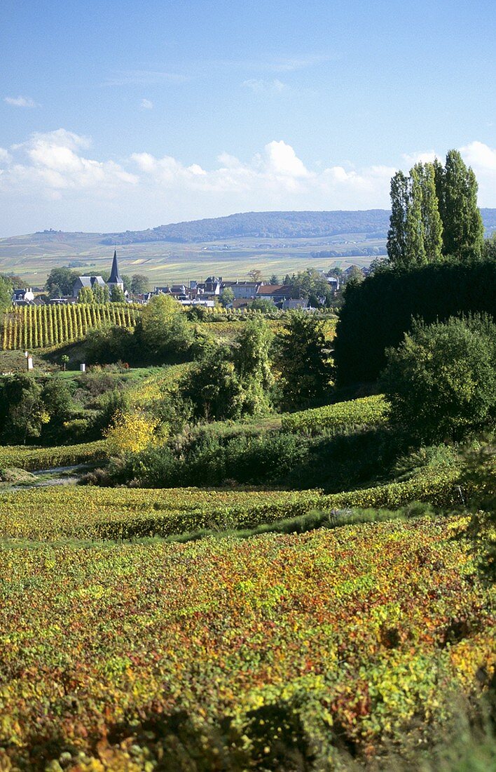 Montagne de Reims, Champagne, Frankreich