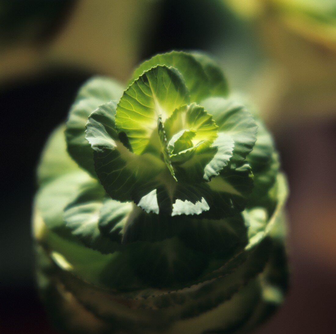 Ornamental cabbage, close-up