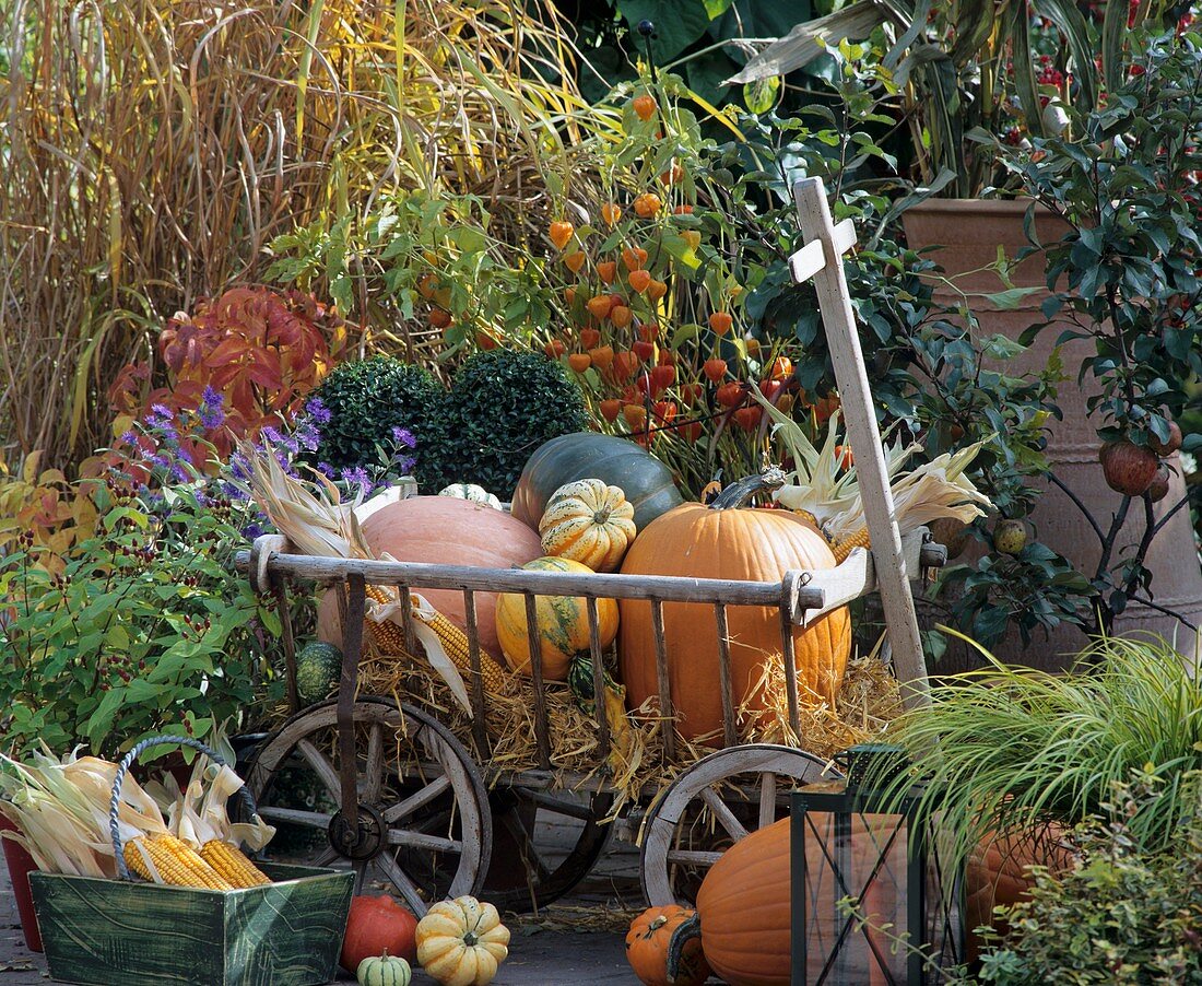 Leiterwagen mit Kürbissen im Garten